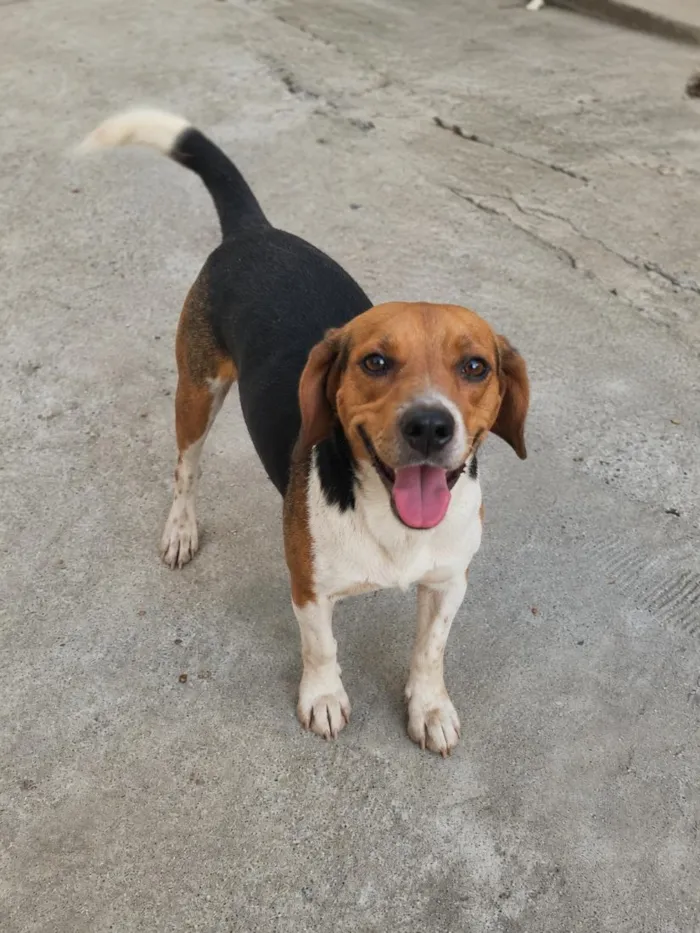 Cachorro raça Perdigueiro idade 1 ano nome Lion
