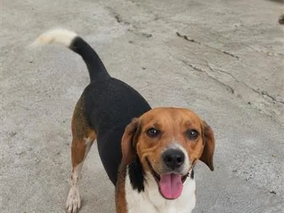 Cachorro raça Perdigueiro idade 1 ano nome Lion