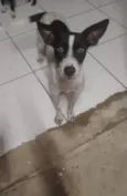 Pororoca, mimosa e meia Lua