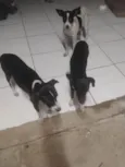 Pororoca, mimosa e meia Lua