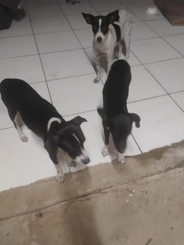 Cachorro raça SRD-ViraLata idade 2 anos nome Pororoca, mimosa e meia Lua