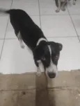 Pororoca, mimosa e meia Lua