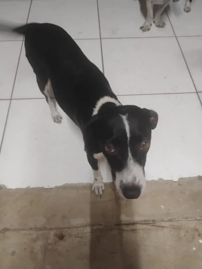 Cachorro raça SRD-ViraLata idade 2 anos nome Pororoca, mimosa e meia Lua