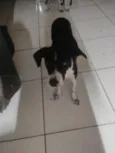 Pororoca, mimosa e meia Lua