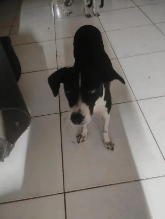 Cachorro raça SRD-ViraLata idade 2 anos nome Pororoca, mimosa e meia Lua