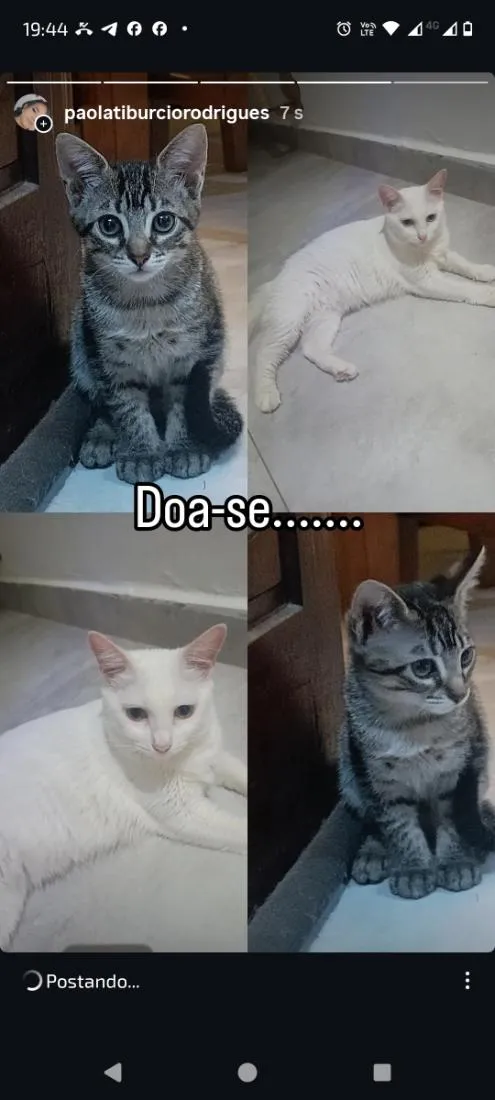 Gato raça SRD-ViraLata idade 2 anos nome loli, Chica e piu