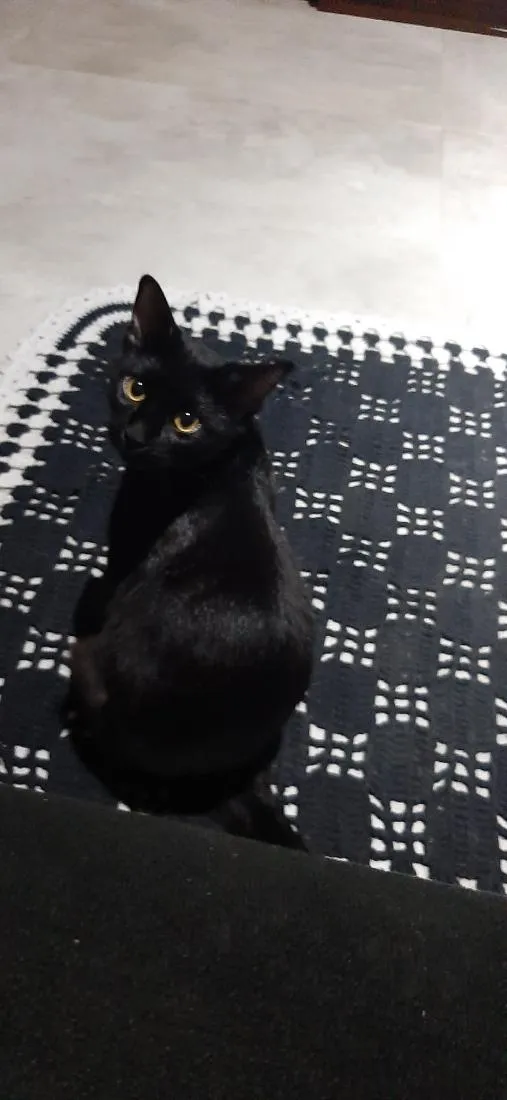 Gato raça SRD-ViraLata idade 2 anos nome loli, Chica e piu