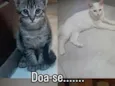 loli, Chica e piu