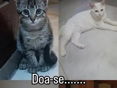 Gato raça SRD-ViraLata idade 2 anos nome loli, Chica e piu