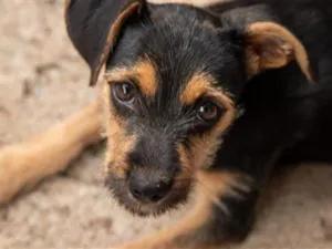 Cachorro raça SRD-ViraLata idade 2 a 6 meses nome Gracinha