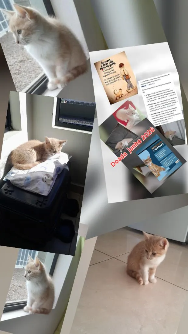Gato raça SRD-ViraLata idade 2 a 6 meses nome Lola