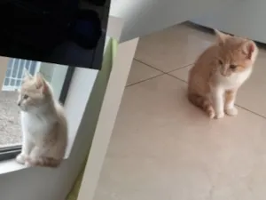 Gato raça SRD-ViraLata idade 2 a 6 meses nome Lola