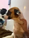 Caramelo