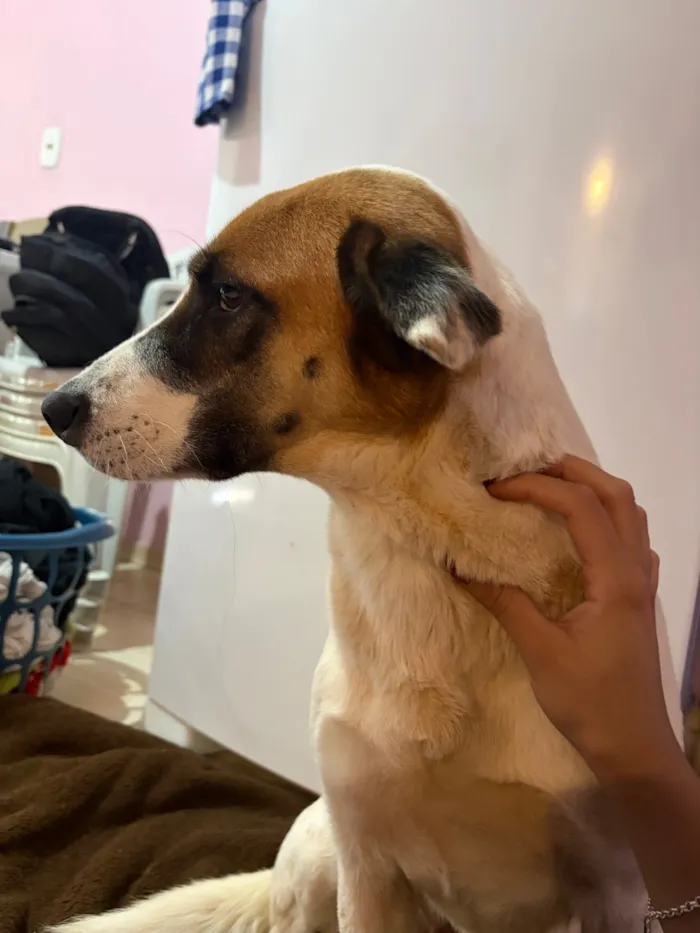 Cachorro raça SRD-ViraLata idade 6 ou mais anos nome Caramelo