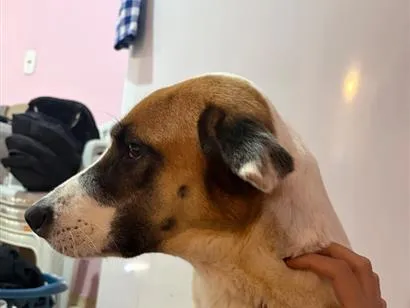 Cachorro raça SRD-ViraLata idade 6 ou mais anos nome Caramelo