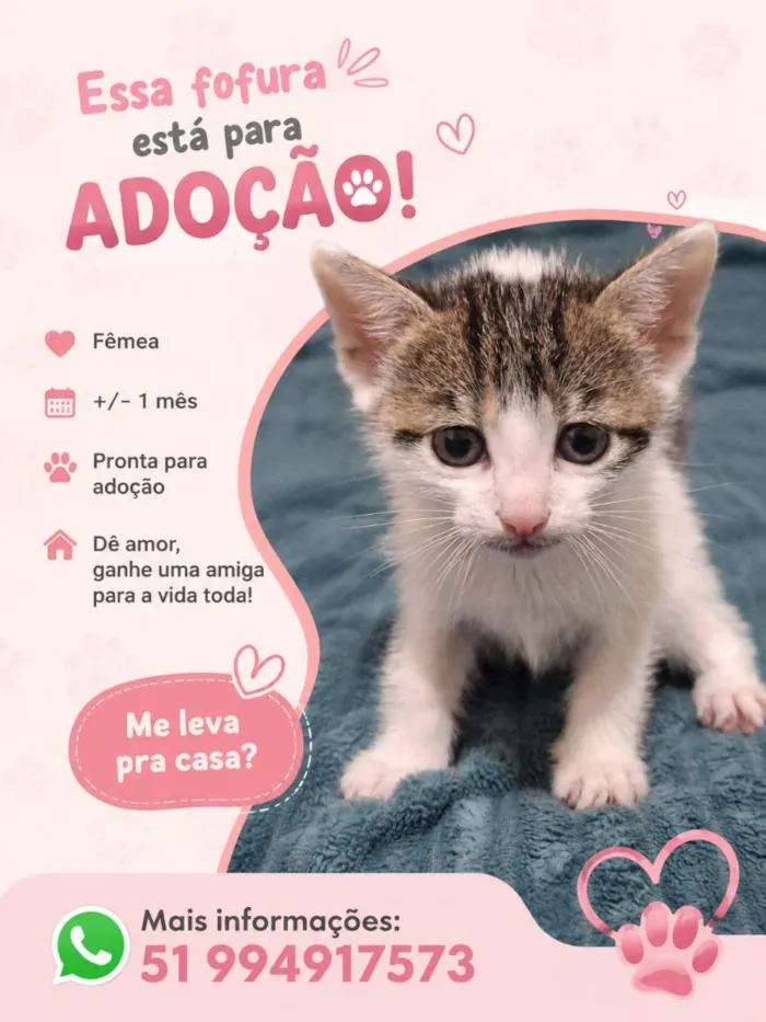 Gato raça SRD-ViraLata idade Abaixo de 2 meses nome Pandora