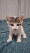 Pandora