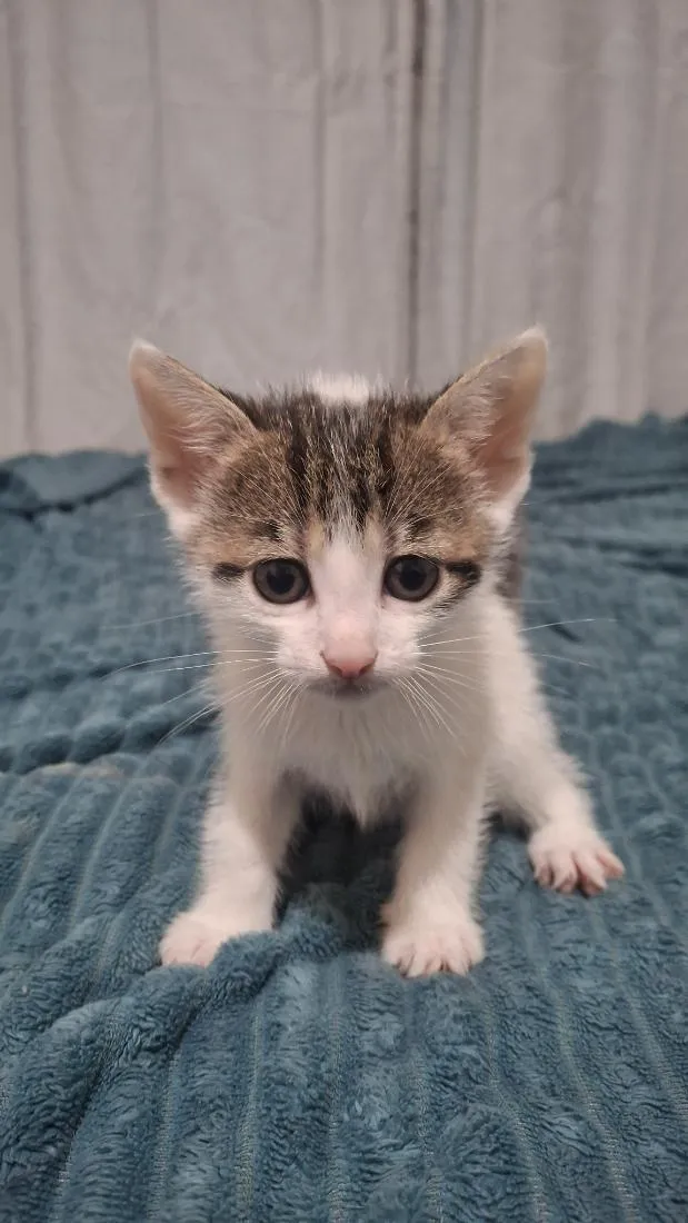 Gato raça SRD-ViraLata idade Abaixo de 2 meses nome Pandora