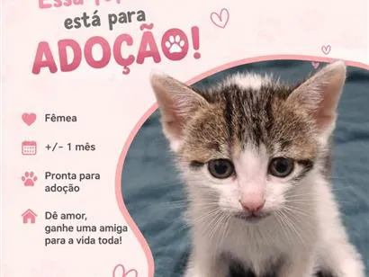 Gato raça SRD-ViraLata idade Abaixo de 2 meses nome Pandora