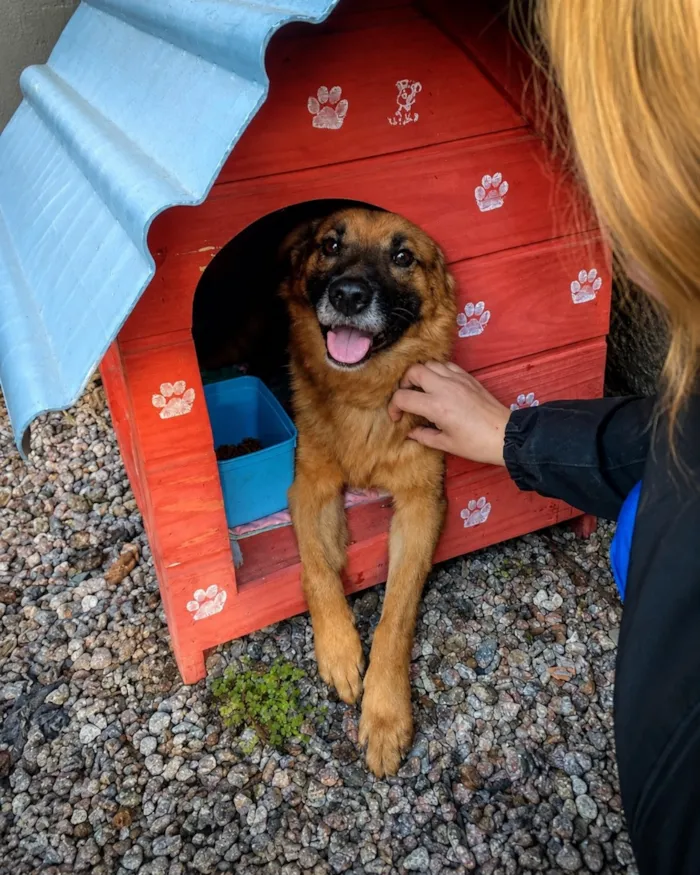 Cachorro raça SRD-ViraLata idade 2 a 6 meses nome Jerry