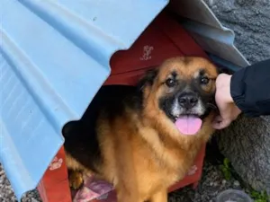 Cachorro raça SRD-ViraLata idade 2 a 6 meses nome Jerry