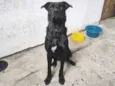 Draco