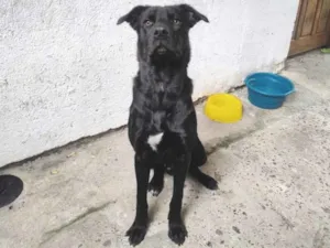 Cachorro raça SRD-ViraLata idade 7 a 11 meses nome Draco