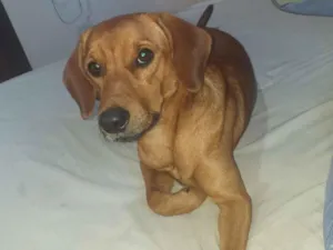 Cachorro raça SRD-ViraLata idade 1 ano nome Thor