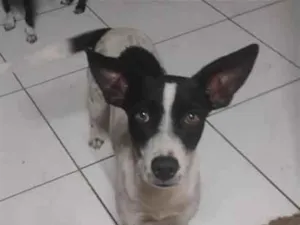 Cachorro raça SRD-ViraLata idade 2 anos nome Pororoca, mimosa e meia Lua