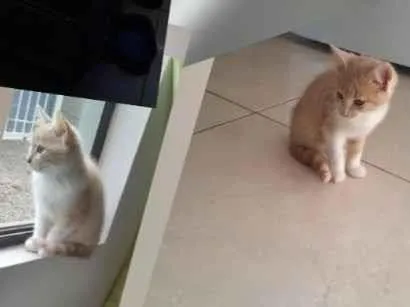 Gato raça SRD-ViraLata idade 2 a 6 meses nome Lola