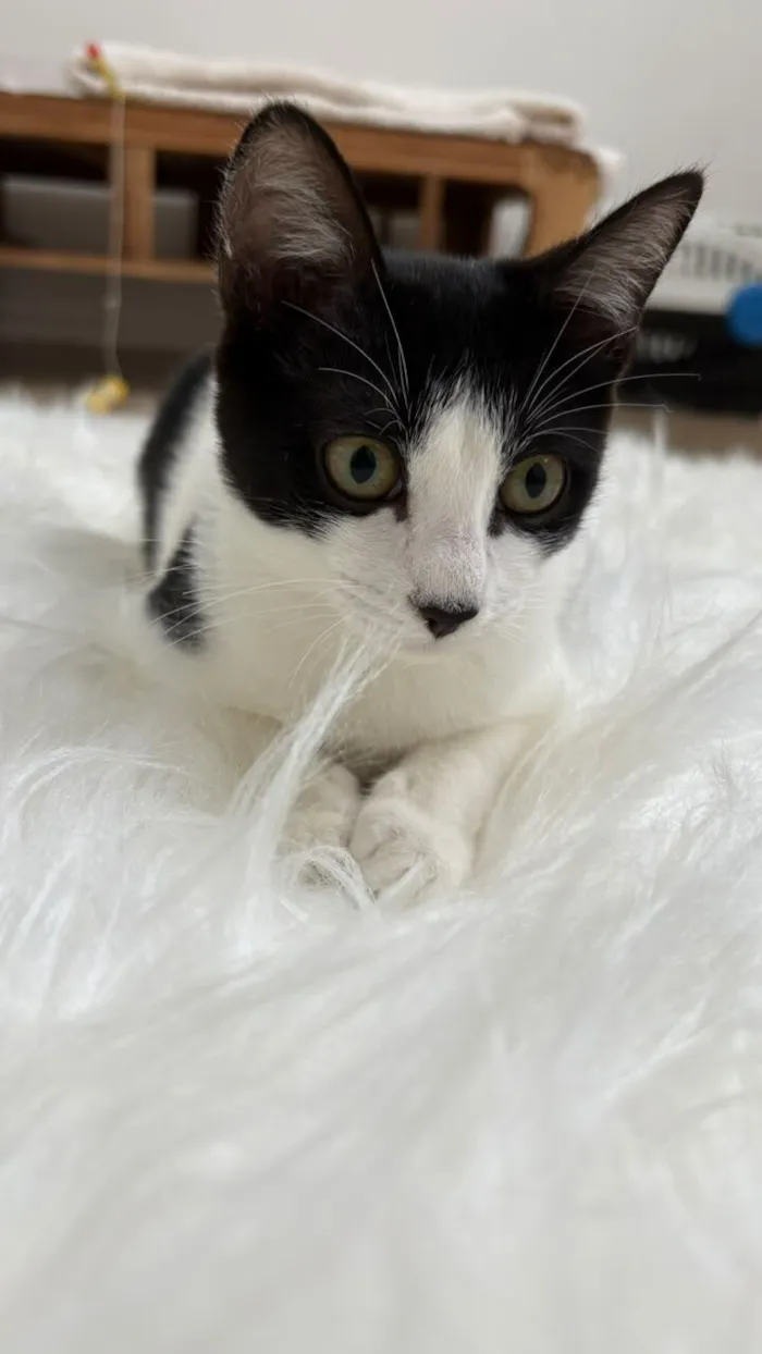 Gato raça SRD-ViraLata idade 2 a 6 meses nome Cookie bb4meses linda 