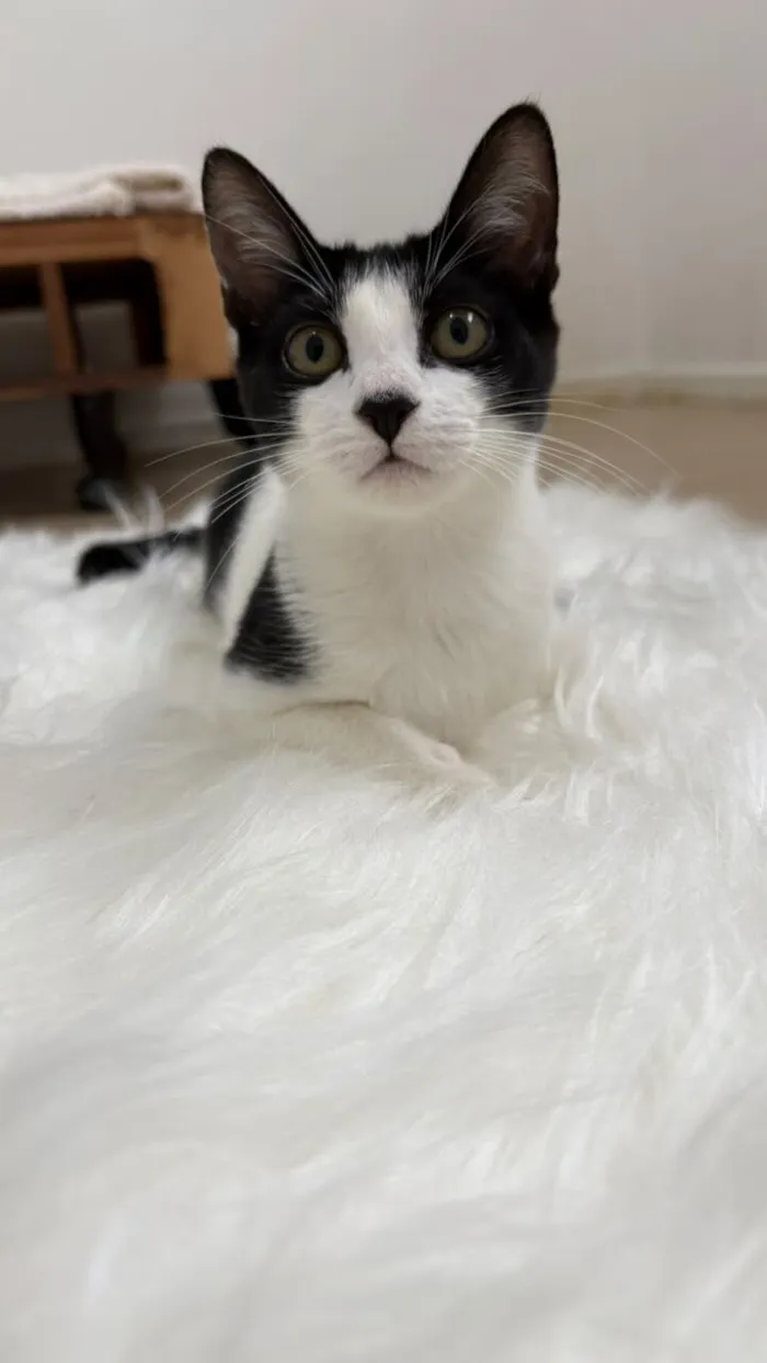 Gato raça SRD-ViraLata idade 2 a 6 meses nome Cookie bb4meses linda 