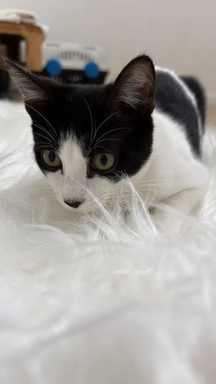Gato raça SRD-ViraLata idade 2 a 6 meses nome Cookie bb4meses linda 