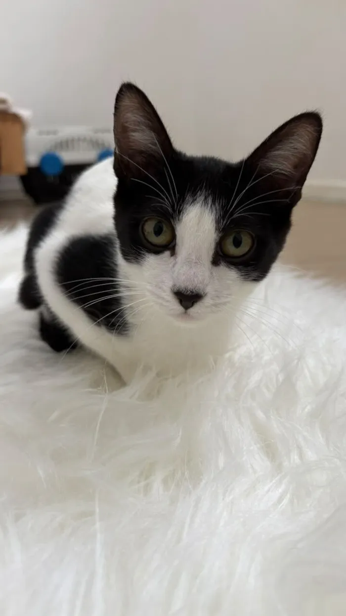 Gato raça SRD-ViraLata idade 2 a 6 meses nome Cookie bb4meses linda 
