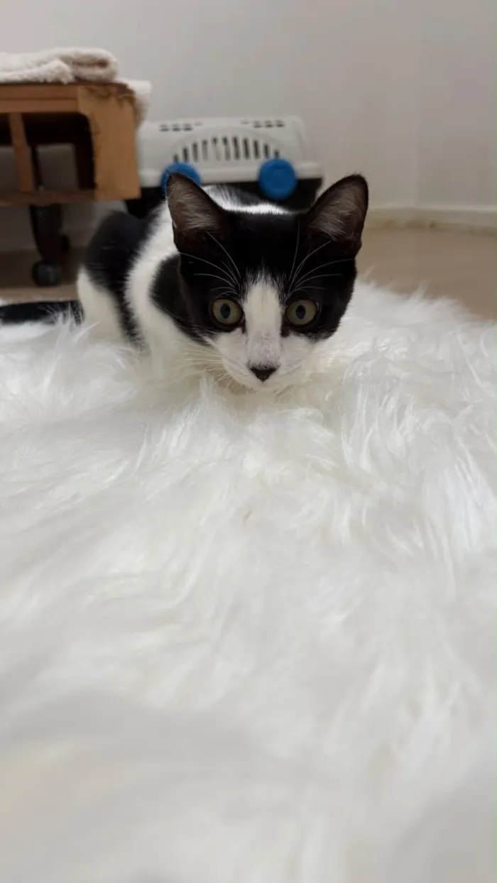 Gato raça SRD-ViraLata idade 2 a 6 meses nome Cookie bb4meses linda 