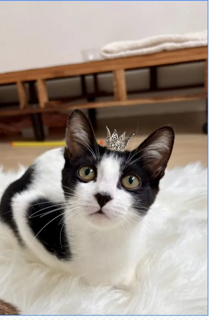 Gato raça SRD-ViraLata idade 2 a 6 meses nome Cookie bb4meses linda 