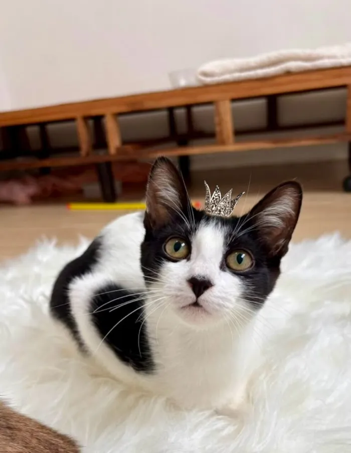Gato raça SRD-ViraLata idade 2 a 6 meses nome Cookie bb4meses linda 