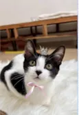 Cookie bb4meses linda 