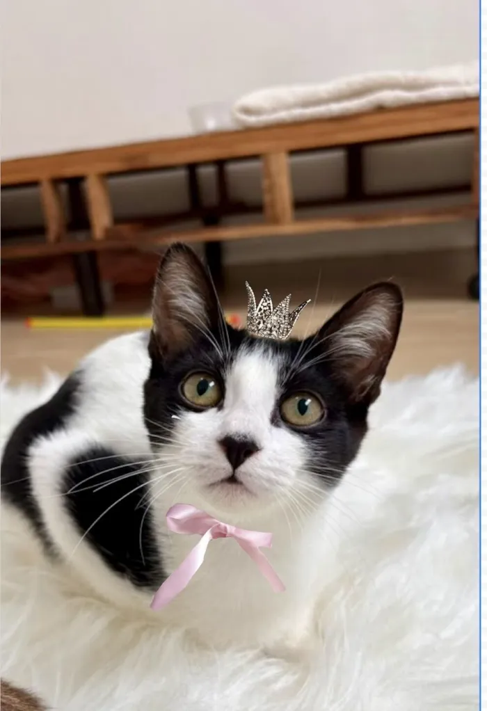 Gato raça SRD-ViraLata idade 2 a 6 meses nome Cookie bb4meses linda 