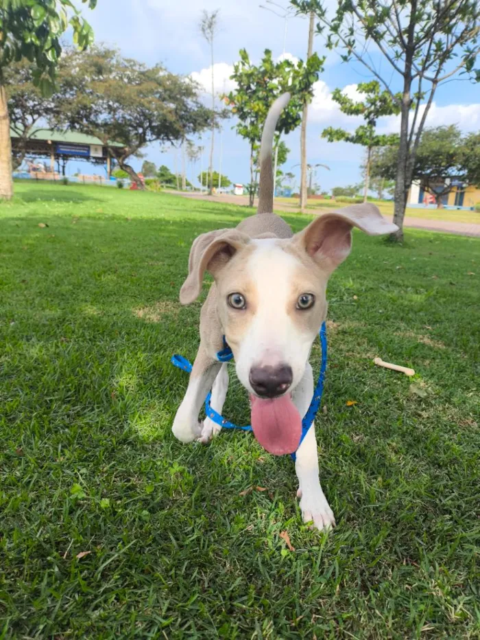 Cachorro raça SRD-ViraLata idade 7 a 11 meses nome Bolt