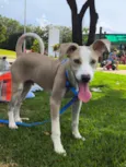 Bolt