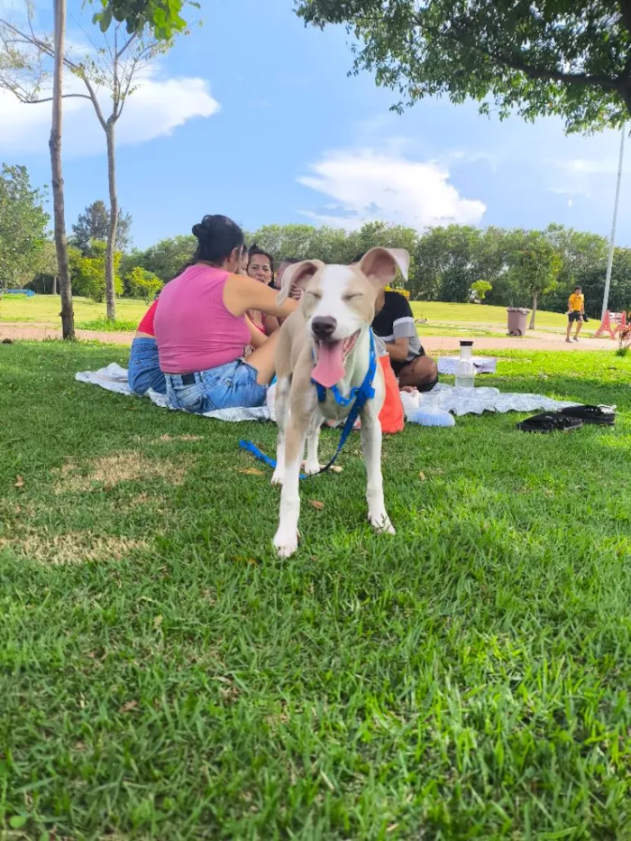 Cachorro raça SRD-ViraLata idade 7 a 11 meses nome Bolt