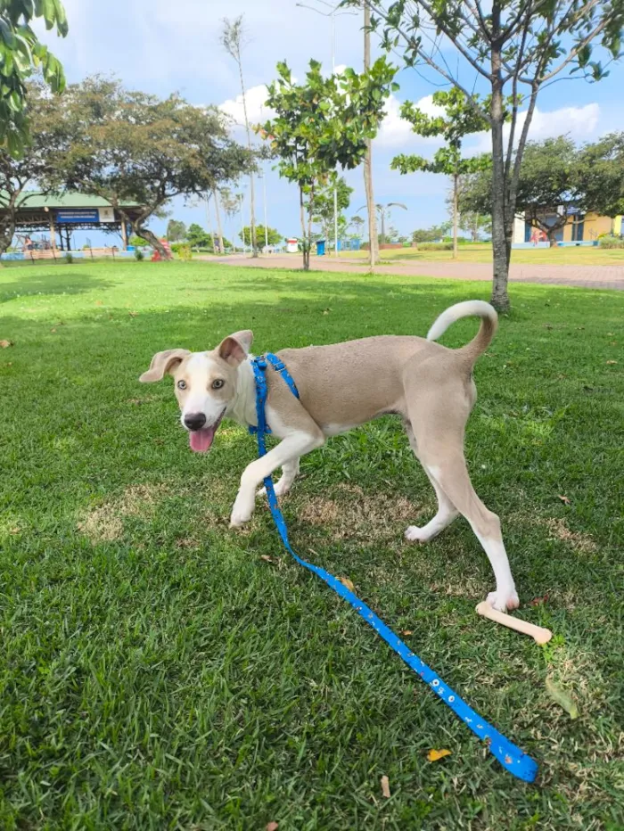 Cachorro raça SRD-ViraLata idade 7 a 11 meses nome Bolt