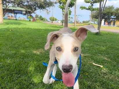 Cachorro raça SRD-ViraLata idade 7 a 11 meses nome Bolt