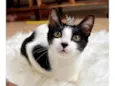 Cookie bb4meses linda 