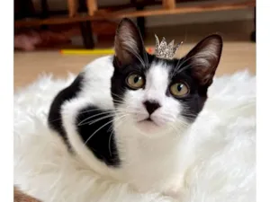 Gato raça SRD-ViraLata idade 2 a 6 meses nome Cookie bb4meses linda 
