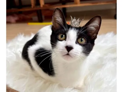 Gato raça SRD-ViraLata idade 2 a 6 meses nome Cookie bb4meses linda 