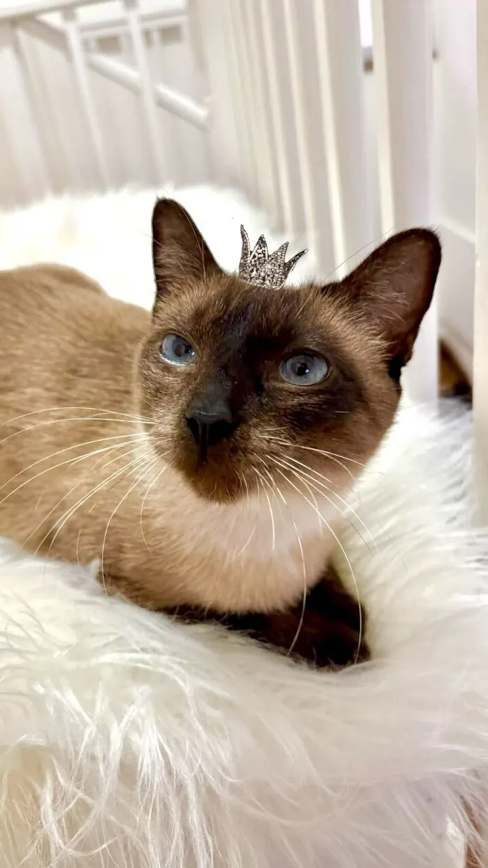 Gato raça Siamês idade 1 ano nome Capuccino 1aninho 