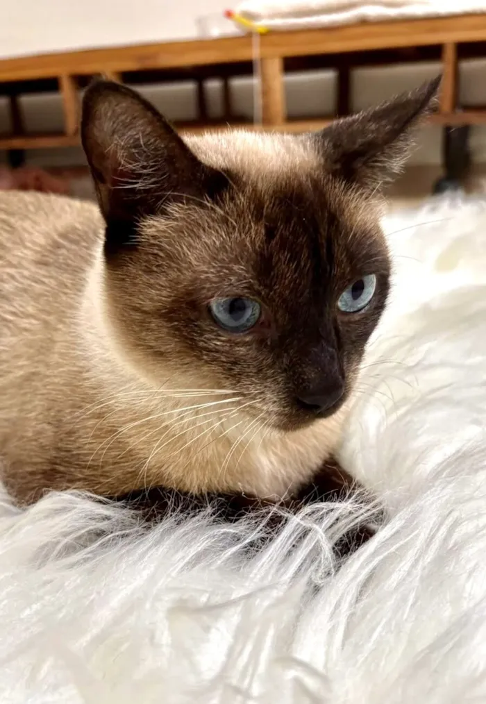 Gato raça Siamês idade 1 ano nome Capuccino 1aninho 