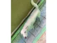 Pipoca 